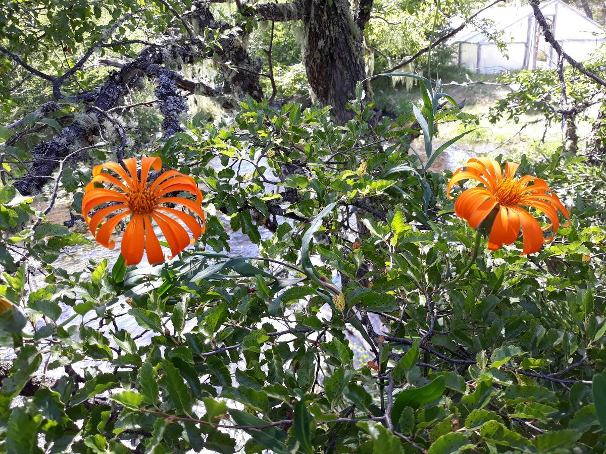 Parque Amavida Villa Malalcahuello Bagian luar foto